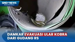 Heboh! Petugas Damkar Evakuasi Kobra 3 Meter dari Gudang RS di Palangka Raya