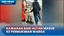 Tiba-Tiba Masuk ke Permukiman Kawanan Babi Hutan Diburu Warga di Padalarang