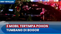 3 Mobil Tertimpa Pohon Tumbang Usai Hujan Disertai Angin Kencang di Bogor