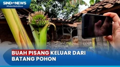Unik! Buah Pisang Tumbuh di Dalam Batang Pohon di Pati