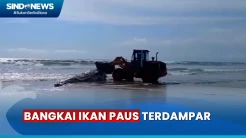 Bangkai Ikan Paus Berukuran Raksasa Terdampar di Pantai Double Six Bali