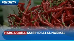 Laporan Harga Cabai di Pasar Tradisonal, Mulai Turun tapi Masih di Atas Normal