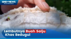 Mencicipi Sensasi Buah Salju Khas Bedugul Bali yang Langka Ditemui