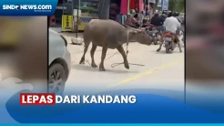 Viral Kerbau Mengamuk di Jalan, Bikin Pengendara Lari Sambil Dorong Motor