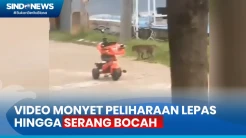Viral! Detik-Detik Monyet Peliharaan Lepas dan Serang Bocah di Cileungsi Bogor