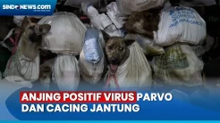 Polisi Akan Kembalikan Ratusan Anjing yang Dikirim ke Rumah Jagal  Ke Rumah Penampungan Hewan