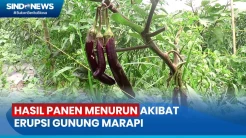 Akibat Erupsi Gunung Marapi, Hasil Panen Petani Sayur Menurun