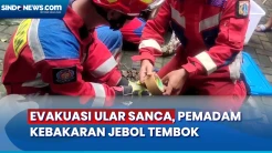 Pemadam Kebakaran Jebol Tembok saat Evakuasi Ular Sanca Sepanjang 4 Meter