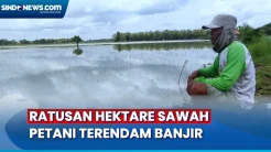Petani Merugi, Ratusan Hektare Sawah Terendam Banjir di Jombang