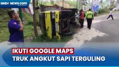 Sopir Ikuti Google Maps, Truk Angkut Sapi Terguling di Pacitan