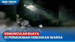 Kemunculan Buaya 3 Meter di Permukiman Hebohkan Warga Buton, Sulawesi Tenggara