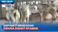 Diduga Diserang Gigitan Nyamuk, Sapi Milik Warga Jambi Mati Mendadak