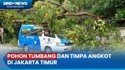 Hujan Angin, Pohon Tumbang dan Menimpa Angkutan Umum di Jakarta Timur