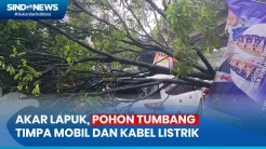 Akar Diduga Lapuk, Pohon Angsana Tumbang Menimpa Mobil dan Kabel Listrik