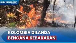 Kebakaran Hutan di Kolombia Memburuk akibat Fenomena Cuaca El Niño