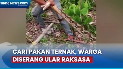 Detik-Detik Ular Piton Raksasa Serang Warga saat Cari Pakan Ternak di Buton