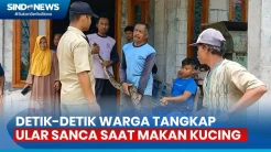 Bikin Geger! Ular Sanca Sepanjang 3,5 Meter Makan Kucing di Bojonegoro