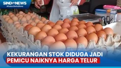 Harga Telur Ayam Makin Mahal, Diduga akibat Kekurangan Stok