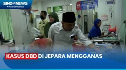 Kasus DBD di Jepara Melonjak, 12 Orang Meninggal Dunia