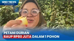 1 Pohon Durian di Banjarnegara Mampu Hasilkan 20 Macam Jenis Durian Super