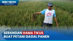 Sawah Diserang Hama Tikus, Petani Terancam Gagal Panen di Tengah Tingginya Harga Beras