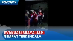 Evakuasi Buaya Liar di Tarakan, Kalimantan Utara Sempat Terkendala