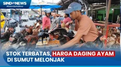 Stok Terbatas, Harga Daging Ayam di Padangsidimpuan, Sumatera Utara Melonjak