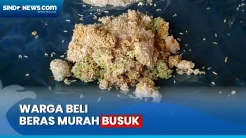 Beras Murah Bulog Ada yang Busuk dan Tak Layak Konsumsi, Warga Kecewa