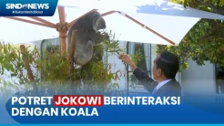 Momen Presiden Jokowi Interaksi dengan Koala di Sela Makan Siang KTT ASEAN-Australia