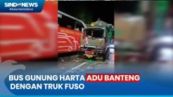 Kecelakaan di Pantura Situbondo, Bus Gunung Harta Adu Banteng dengan Truk Fuso