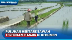 Petani Terancam Gagal Panen Usai Puluhan Hektare Sawah Terendam Banjir di Kebumen