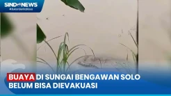 Buaya yang Muncul di Sungai Bengawan Solo Belum Bisa Dievakuasi