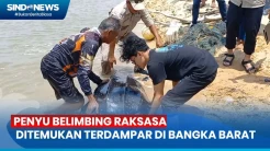 Penyu Belimbing Raksasa Ditemukan Terdampar di Perairan Tanjung Ular Bangka Barat