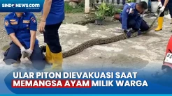 Ular Piton Sepanjang 4 Meter Dievakuasi saat Memangsa Ayam Milik Warga di Padang, Sumatera Barat