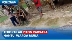 Ular Piton Raksasa Mangsa Babi Hutan di Muna, Begini Penampakkannya