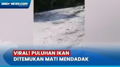 Ikan-Ikan Mati di Aliran Sungai Ciliwung, Diduga Dampak Tercemar Limbah