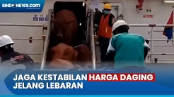 Jaga Pasokan Daging, Ribuan Ekor Sapi Asal Australia Tiba di Pelabuhan Belawan