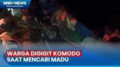 Hendak Mencari Madu, Seorang Warga Digigit Komodo di Pulau Rinca