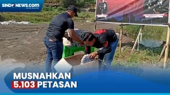 Hasil Razia, Tim Gegana Brimob Polda Jateng Musnahkan 5.103 Petasan