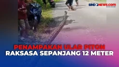 Warga Tangkap Ular Piton Raksasa Sepanjang 12 Meter di Buton, Begini Penampakkannya