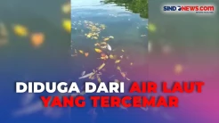Puluhan Ikan Ditemukan Mati Mendadak Akibat Air Muara Sungai Marana di Maros Sulawesi Selatan Berubah Warna