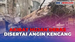 Pohon Beringin Setinggi 15 Meter Tumbang di Bandung, Rusak Rumah dan Warung