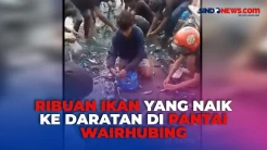 Fenomena Ribuan Ikan yang Naik ke Daratan di Pantai Wairhubing, Ada Apa?