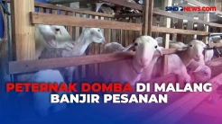 Jelang Idul Adha, Peternak Domba di Malang Mulai Banjir Pesanan