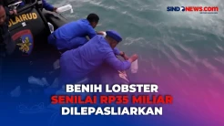 Benih Lobster Hasil Sitaan Senilai Rp35 Miliar Dilepasliarkan di Perairan Semujur