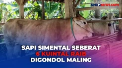 Sapi Simental Seberat 6 Kuintal Raib Digondol Maling di Cilacap Jelang Idul Adha