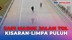 Tidak Diawasi, Sapi Milik Warga Masuk Jalan Tol Kisaran-Limpa Puluh