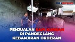 Jelang Idul Adha, Penjualan Sapi Kurban di Pandeglang Mulai Kebanjiran Orderan