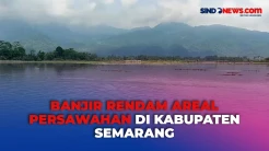 Puluhan Hektar Sawah di Kabupaten Semarang Terendam Banjir, Petani Merugi