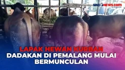 Lapak Hewan Kurban Dadakan di Pemalang Mulai Bermunculan Jelang Iduladha